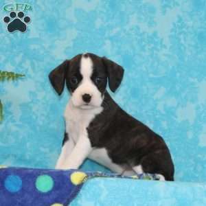 Bubbles, Boston Terrier Mix Puppy